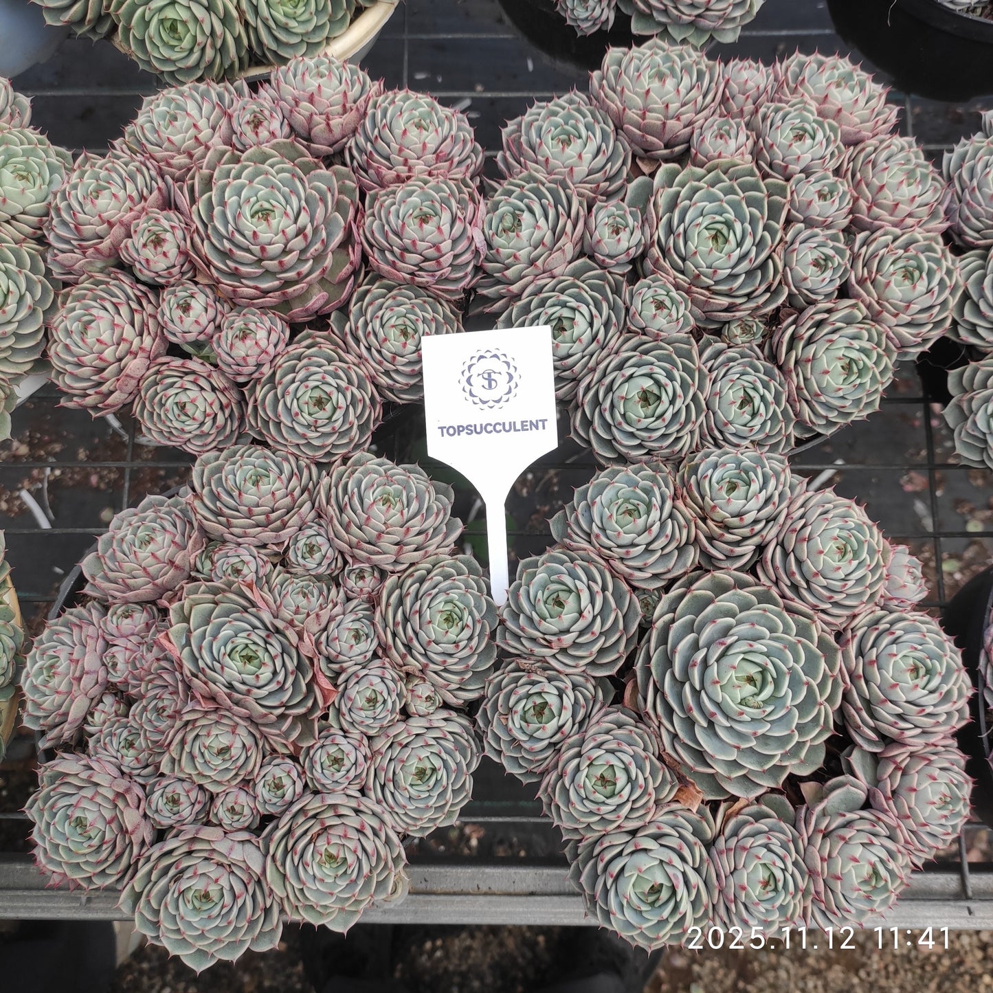 22508  ベンバディス（18cm pot）