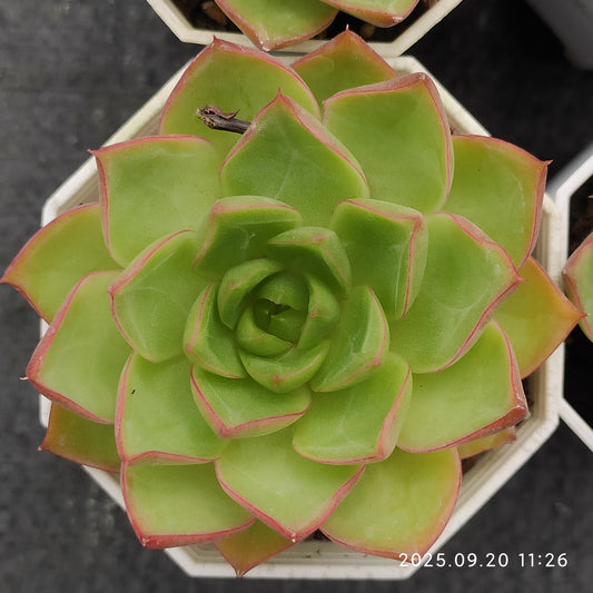 DQ095 ブルー・ムーン hyb (7cm pot)
