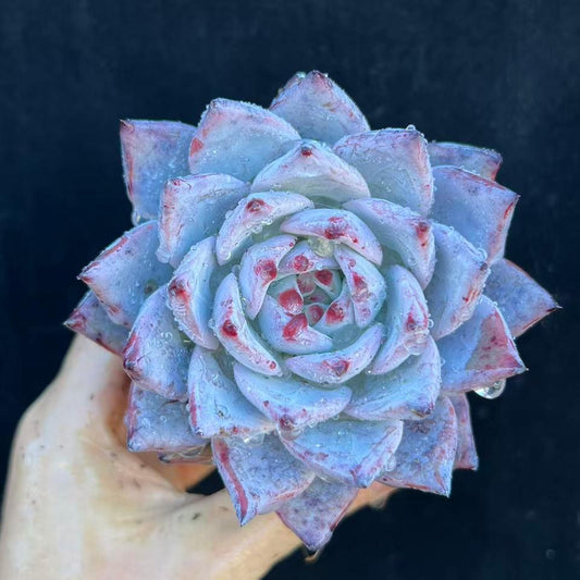 23218 ワイルドコロラータ（9cm pot）