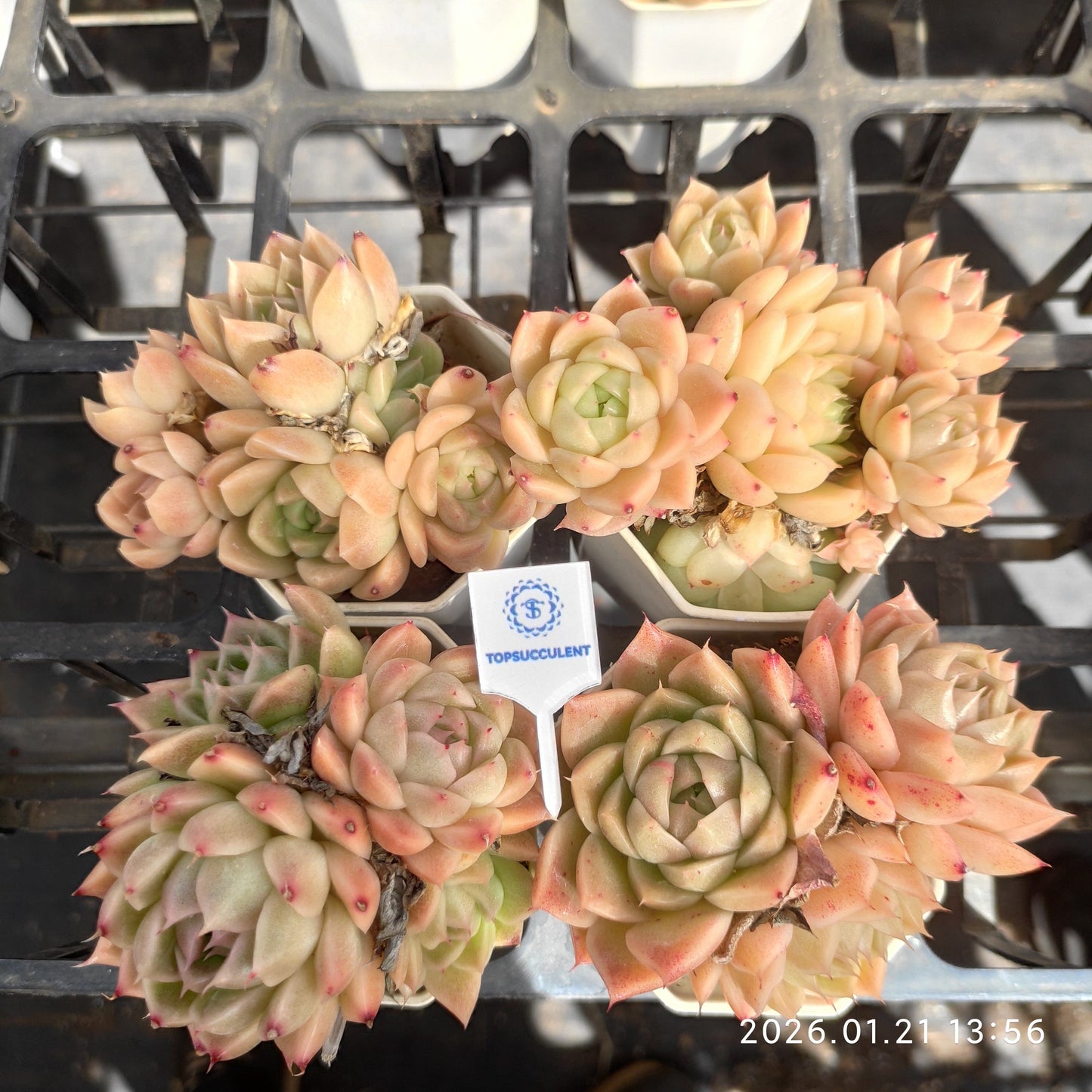 22520 マルギャン