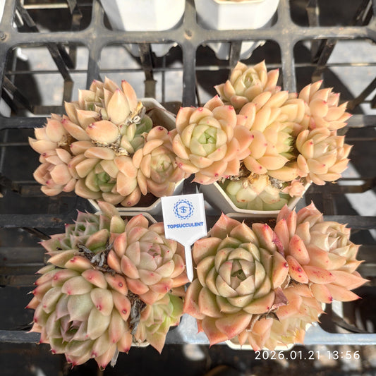 22520 マルギャン