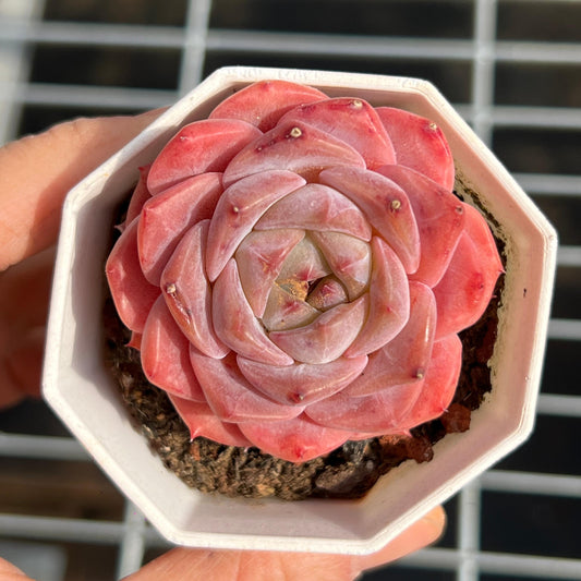 22823 ピンクモンロー