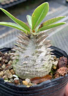 FGY023 パキポディウム ブレビコール デンシフローラム (2.5cm pot)葉がなし