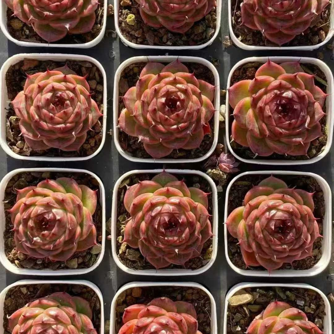 23577 パープル　スモークHyb（5.5cm pot）