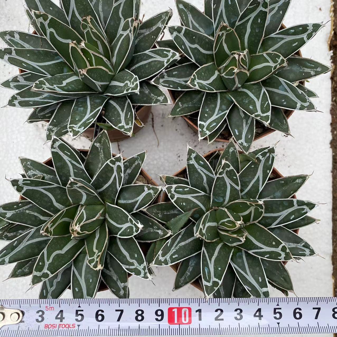 ZL045  笹の雪（9cm pot）