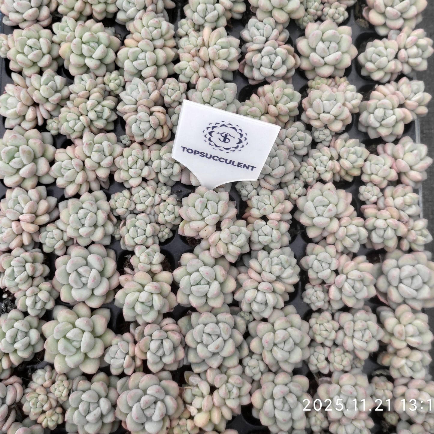 22135  バブルガム（3cm pot）（ポット苗）