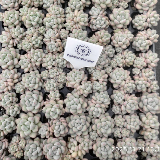 22135  バブルガム（3cm pot）（ポット苗）