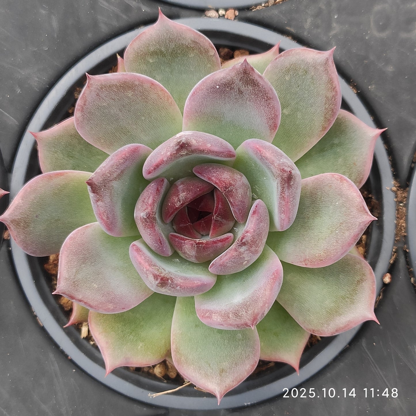 WWA416 ブラック　クィーンHyb（9cm pot）