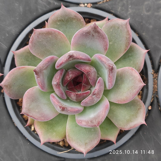 WWA416 ブラック　クィーンHyb（9cm pot）