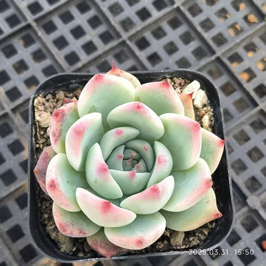 HH165 チワワエンシス（6.5cm pot）