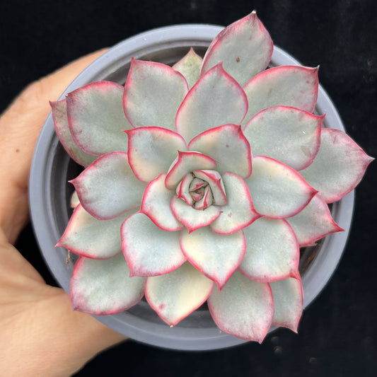 BL2027 エスター錦（9cm pot）
