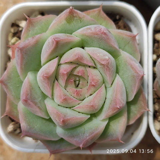 MMY1240 クイーンオブピーチ（5.5cm pot）