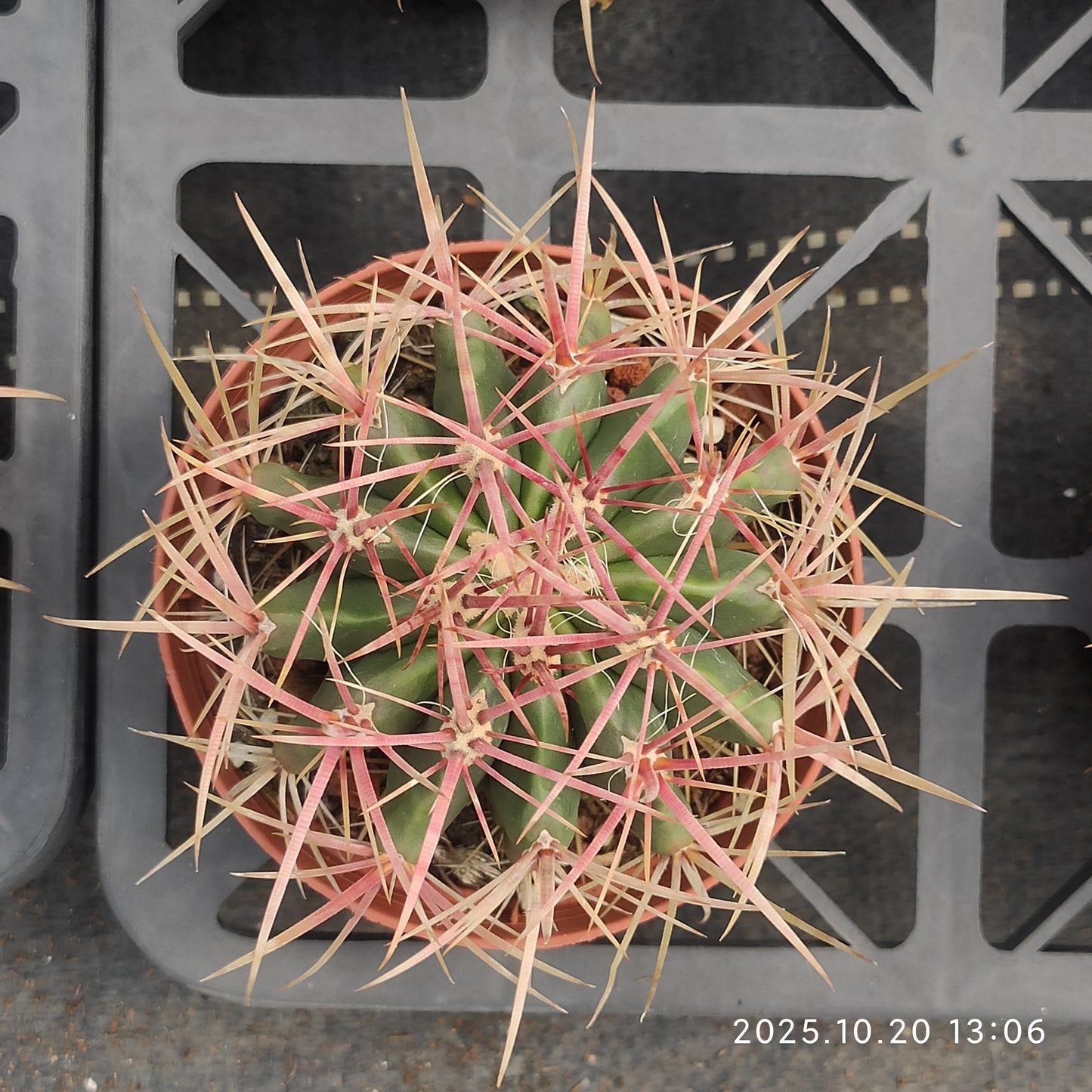 ZXX712 赤鳳 （9cm pot）