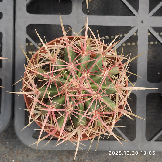 ZXX712 赤鳳 （9cm pot）