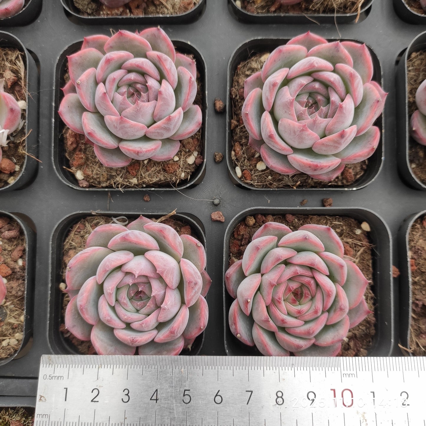 80560 キャンティクル（6.5cm pot）