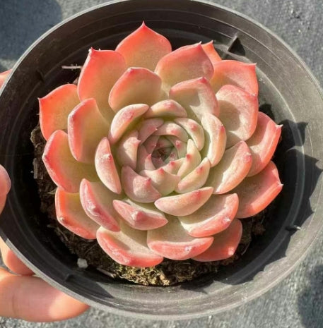 BL1626 キャンティクル（11cm pot)