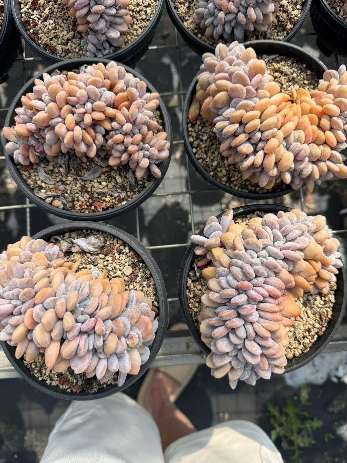 363766 ピンクバニー綴化