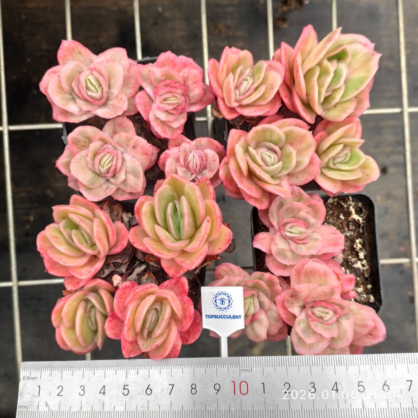 20881 アイスローズ