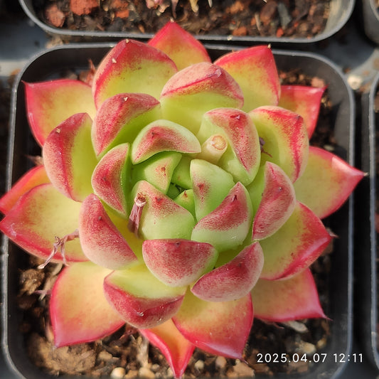 DQ128 レッドアイラッシュ（7cm pot）
