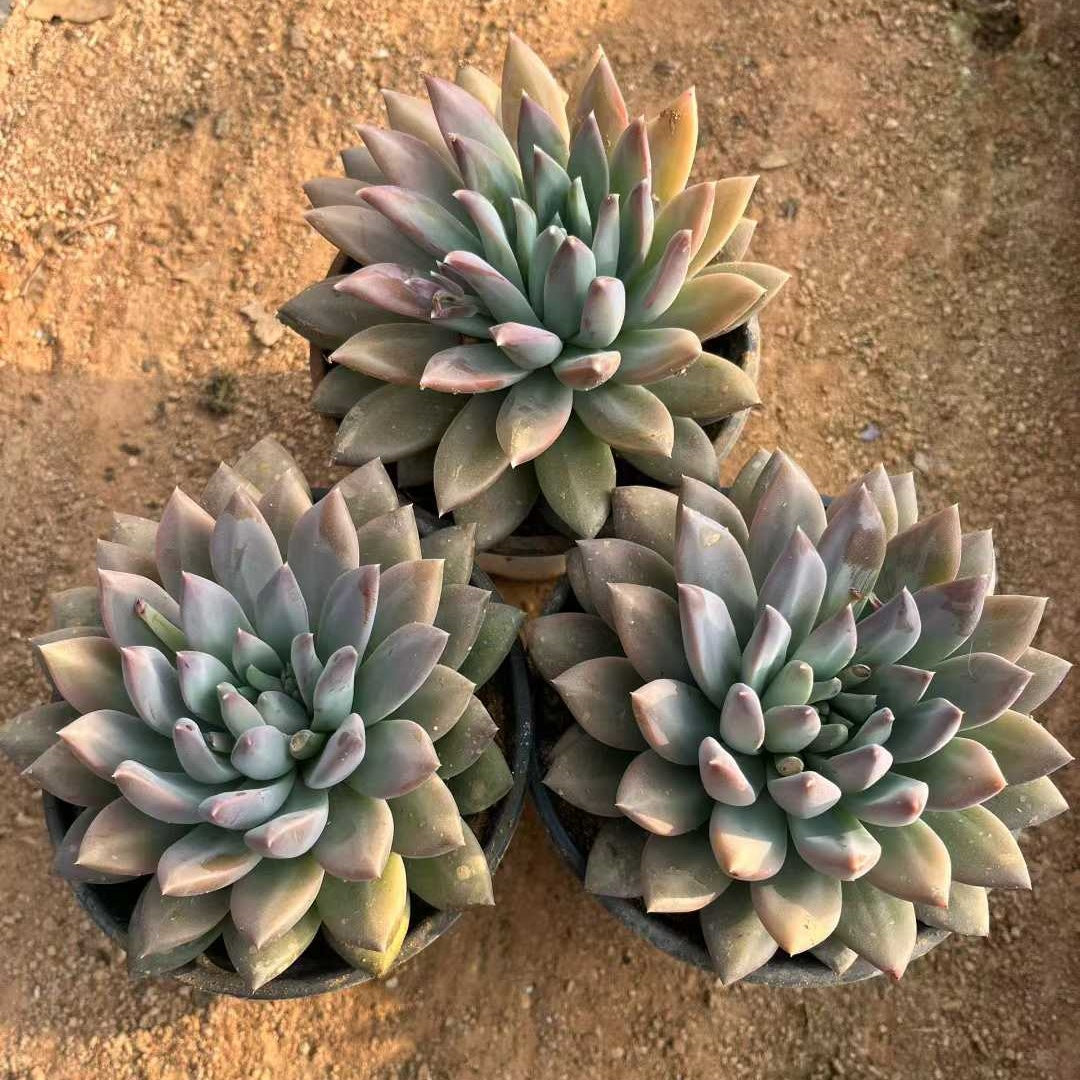 26172 ファントム　ビューティーHyb