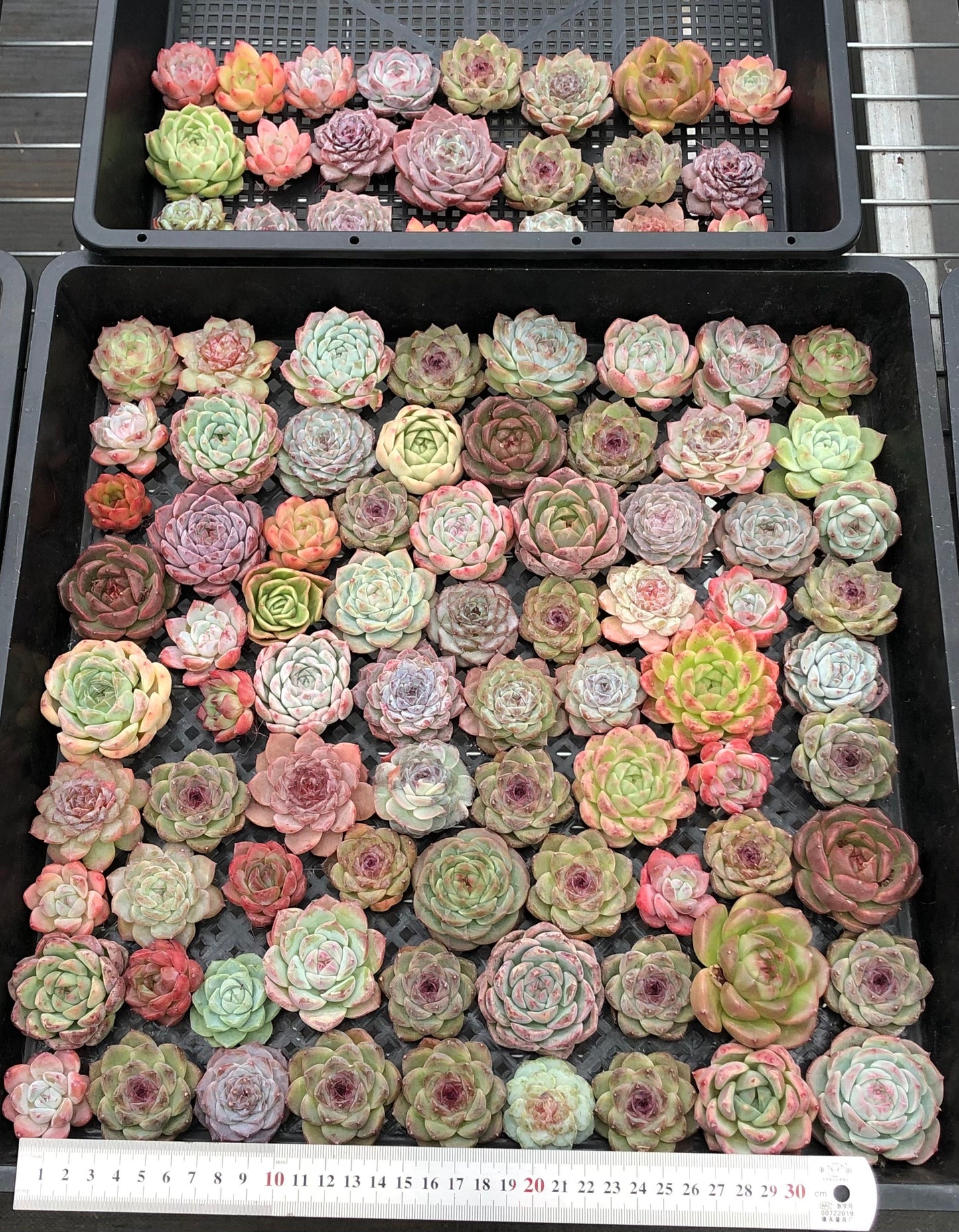 20076 ミックス苗100株（4cm pot）24