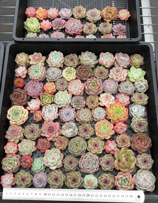 20076 ミックス苗100株（4cm pot）24