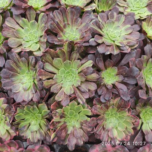 ON659 モラーンディー（7cm pot）