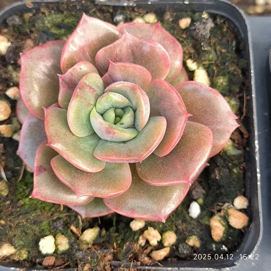 LG820 レッドローズ （6.5cm pot）