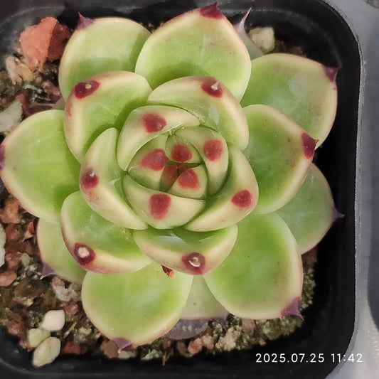 NGN195 ブルーアイズHyb（6.5cm pot）