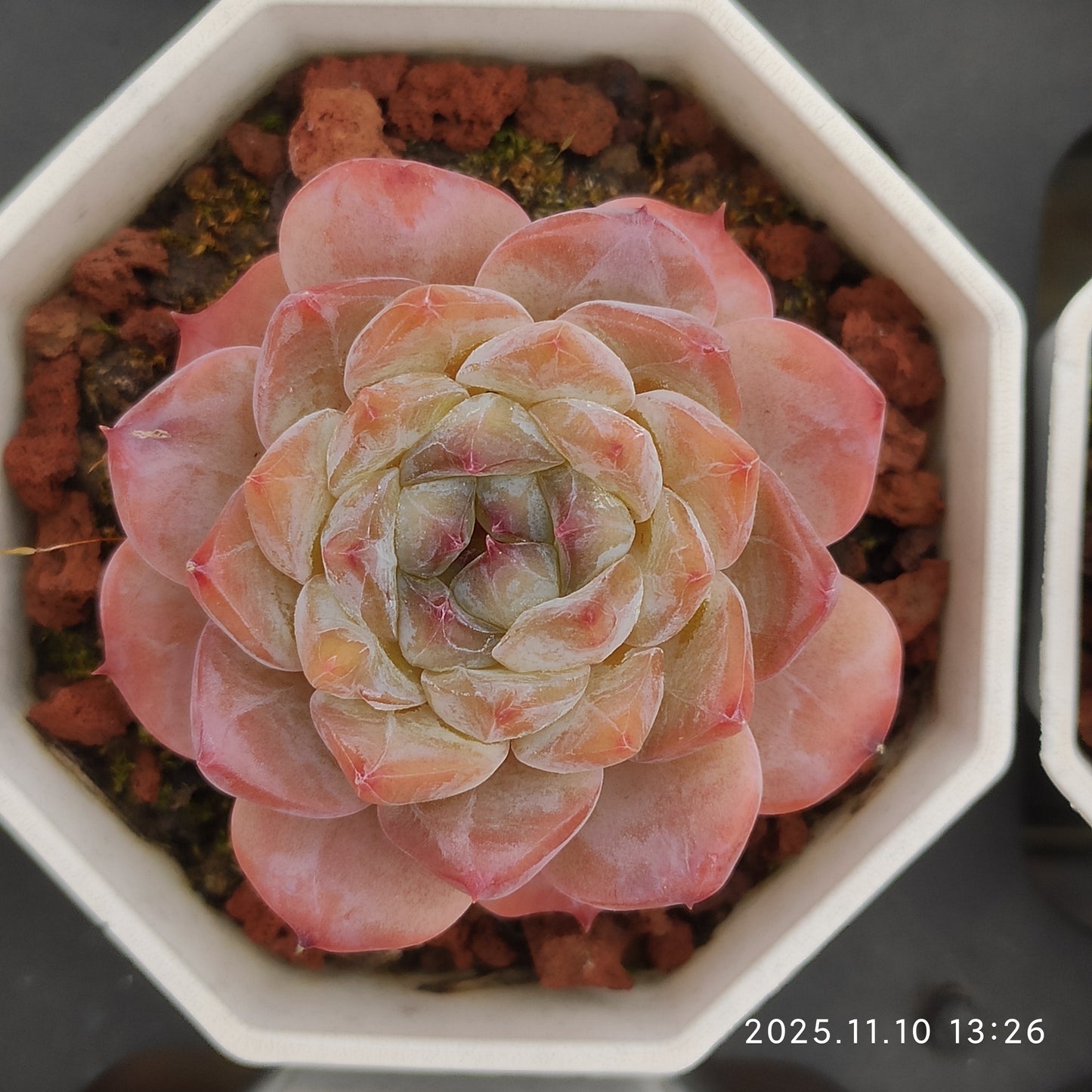 22582  オーペン　ウィング（6.5cm pot）