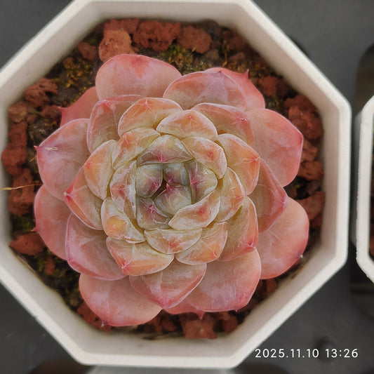 22582  オーペン　ウィング（6.5cm pot）