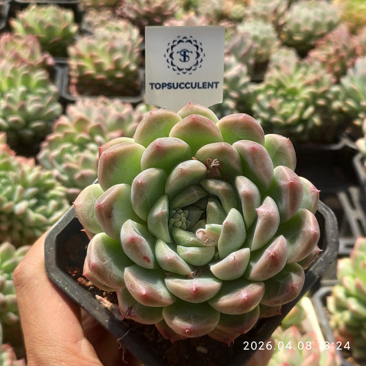 15590 ダーク　パッターン