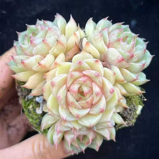 21986 ベンバディス（9cm pot）