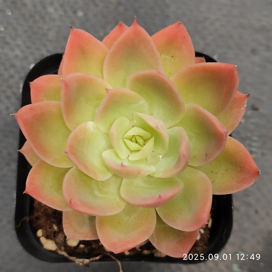 QN842 シルクヴェール（7cm pot）