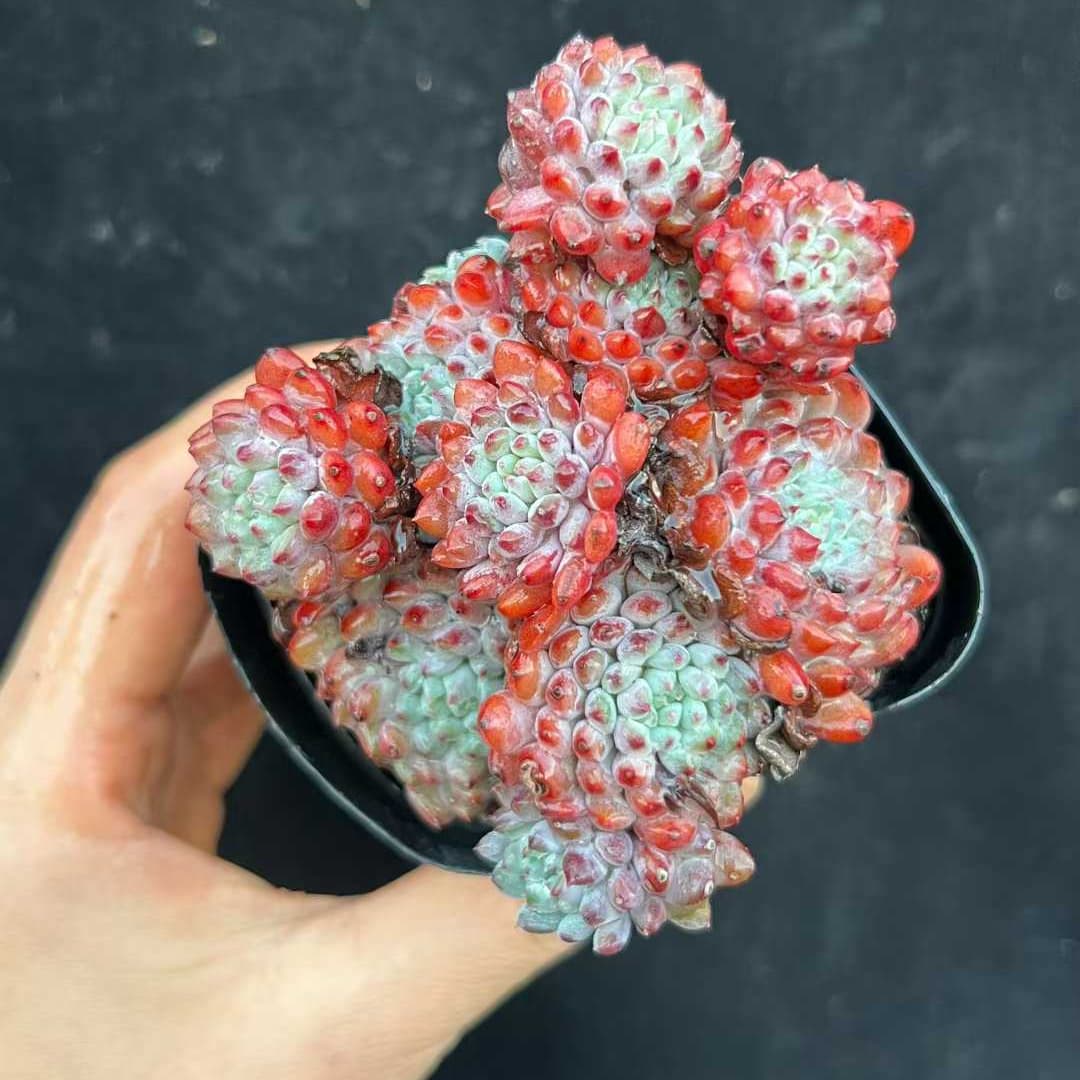 22542  セトサー　ロンデリー（7cm pot）