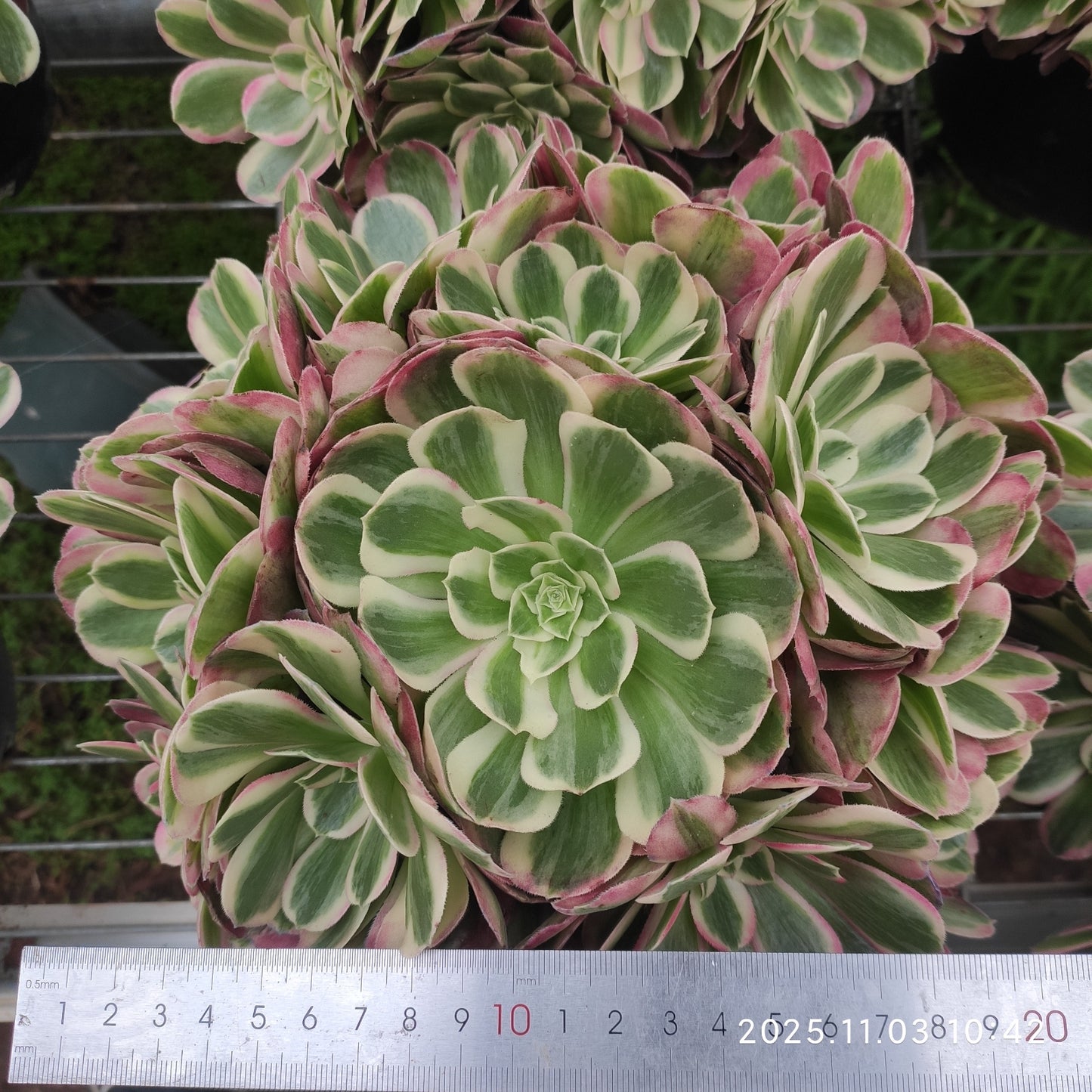 22347 シー　ゴッド（20cm pot）