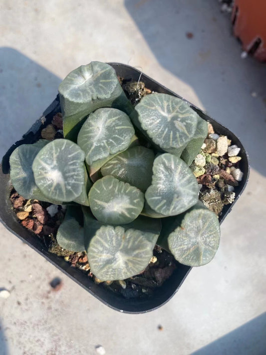 2112 銀龍帝（7cm pot）