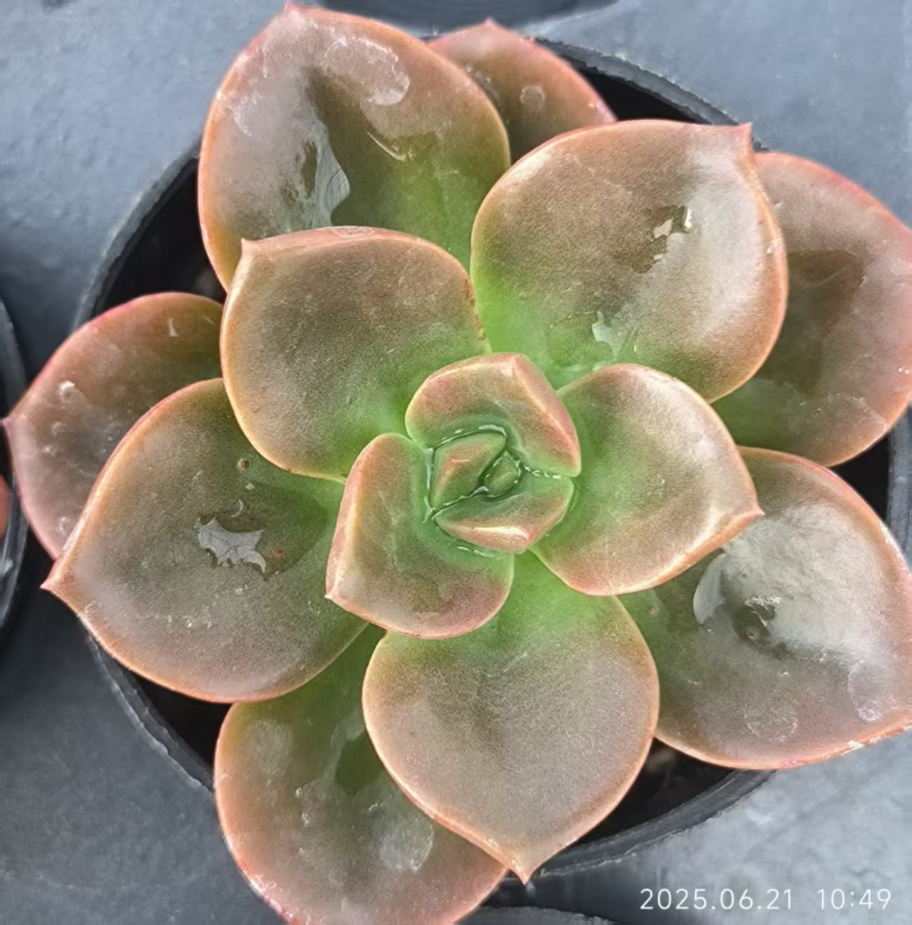 JC134 チョコレート（5cm pot）