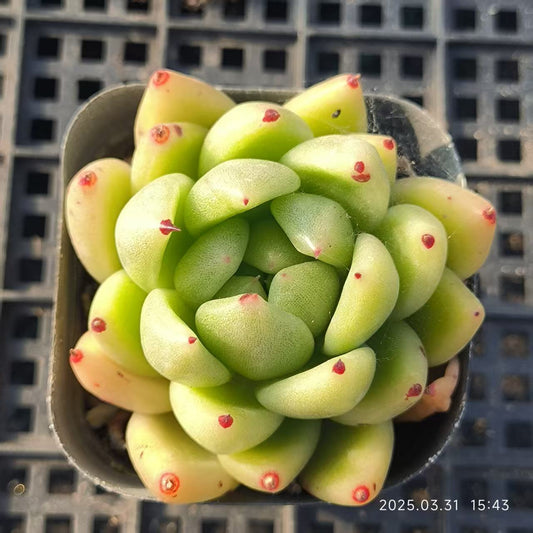 HH162 ハニーワックス（6.5cm pot）