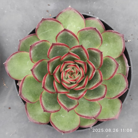 XY235 ファイヤーフライ（9cm pot）