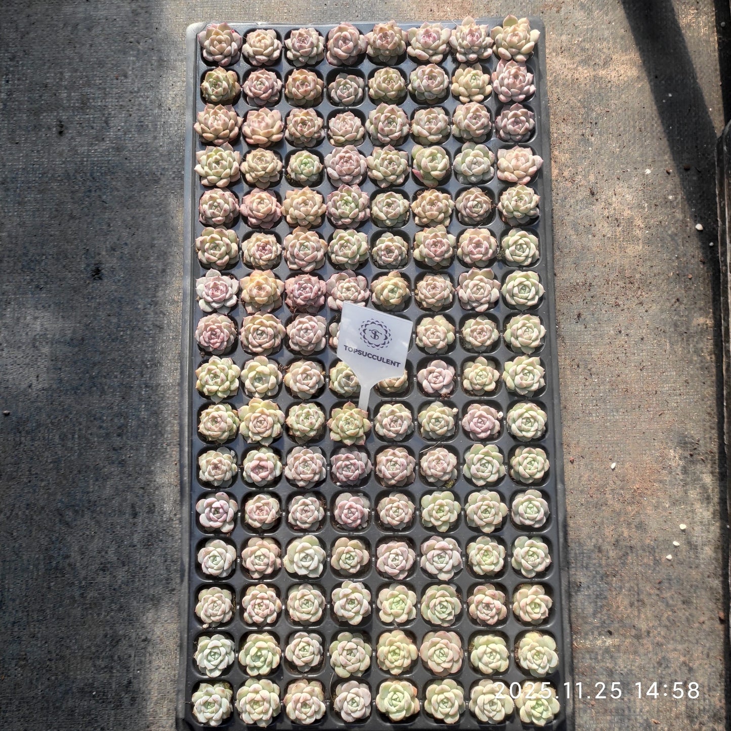 19413  アメイジンググレイス（3cm pot）（ポット苗）