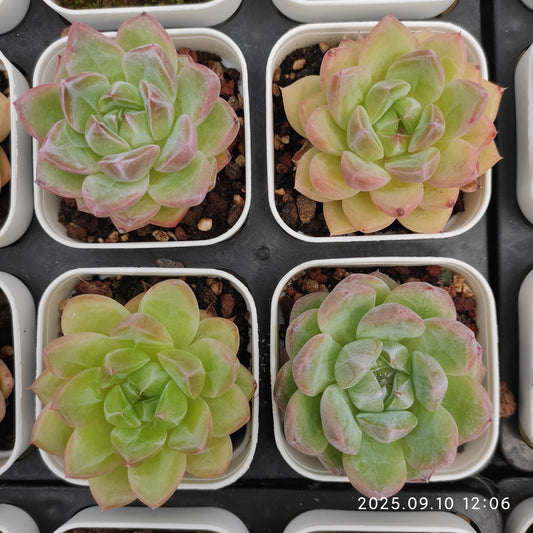HG082 アメイジング　グレース x シャンパン（7cm pot）