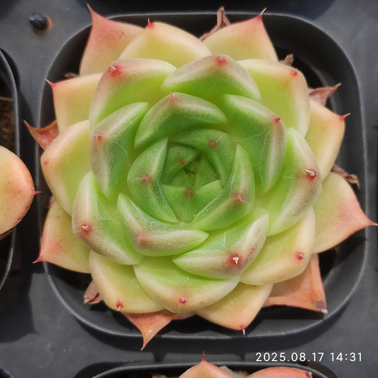LMM381 マルガン（6.5 cm pot）