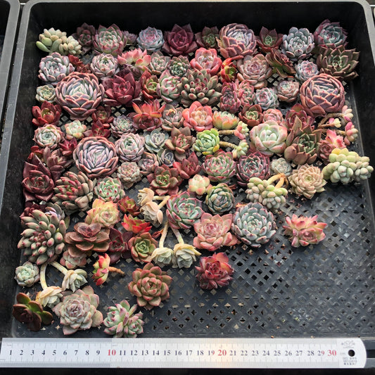 17856 ミックス苗（3cm pot）(穴トレー苗)21