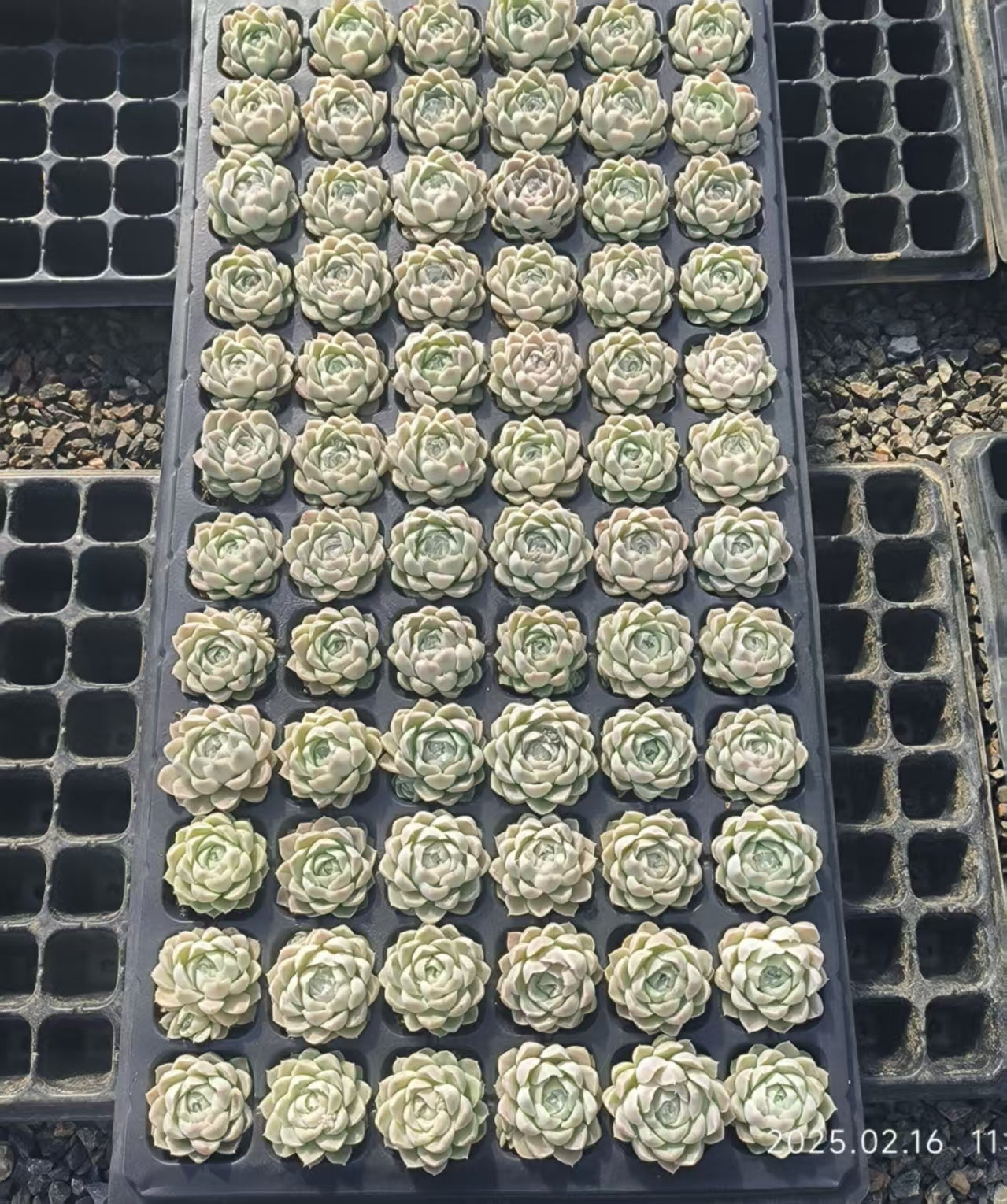 19420  ヒューミリス（4cm pot）（ポット苗）