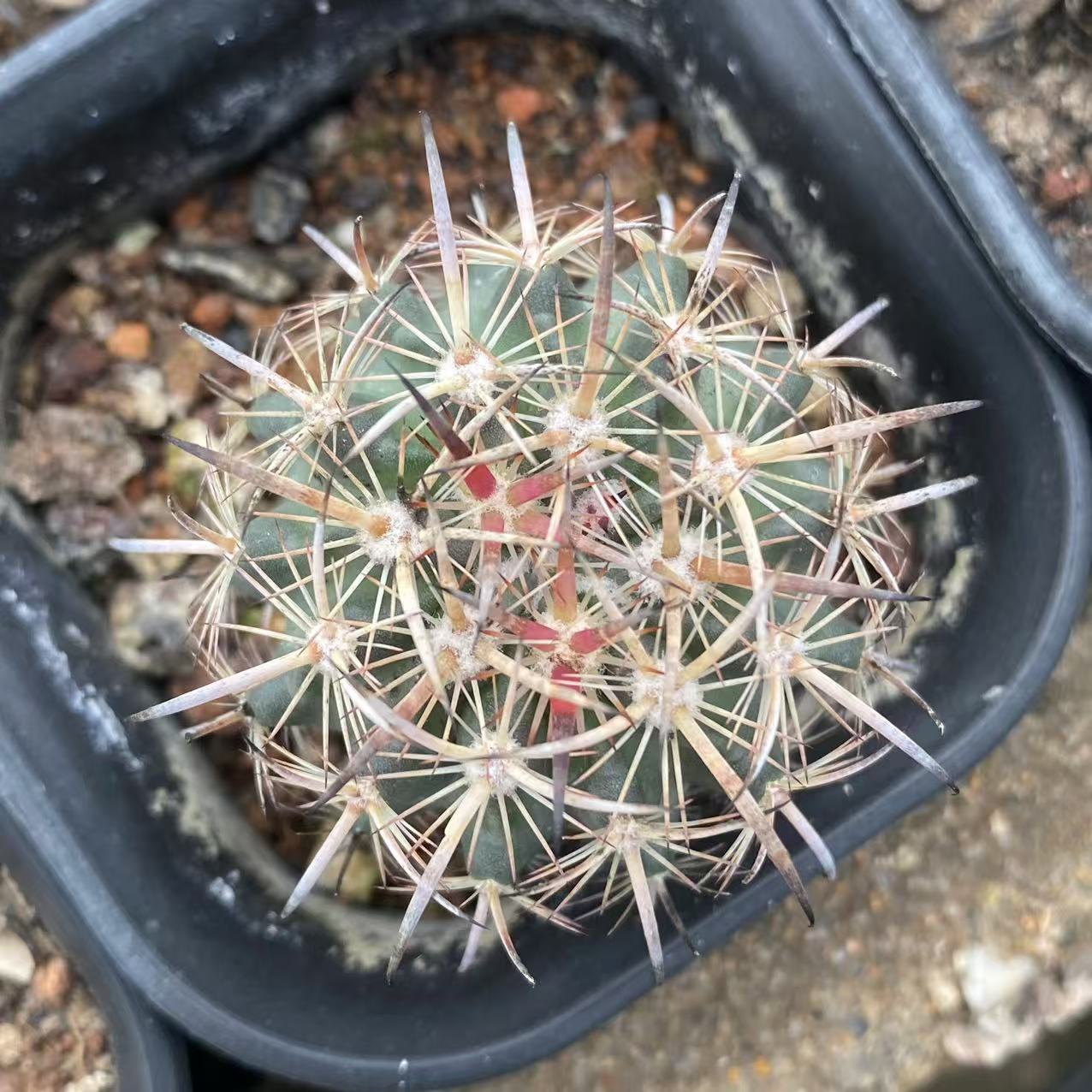 ZL496 虎爪玉（4cm pot）