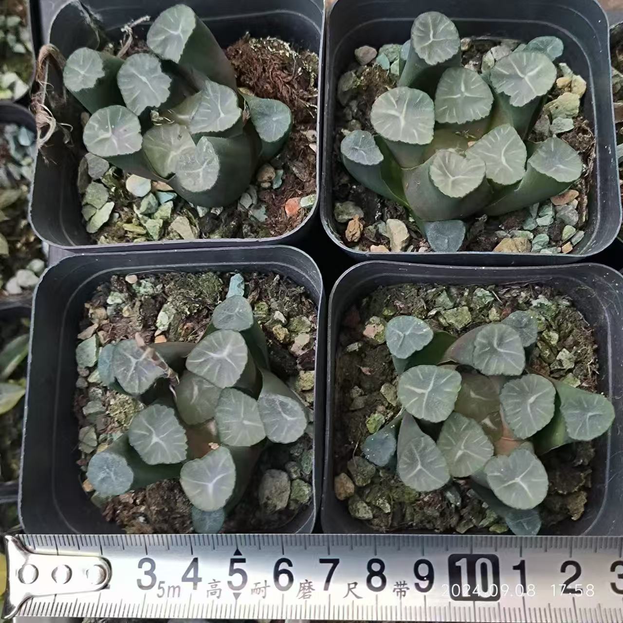 13183 ハオルチア マウガニー フォスル