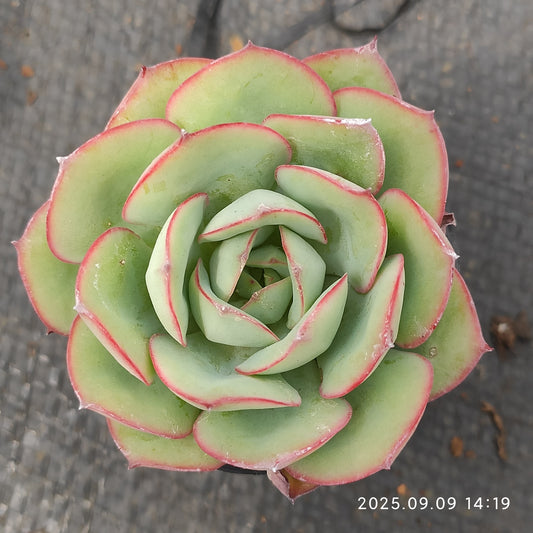 MMT458 モダンジェオン(5cm pot)