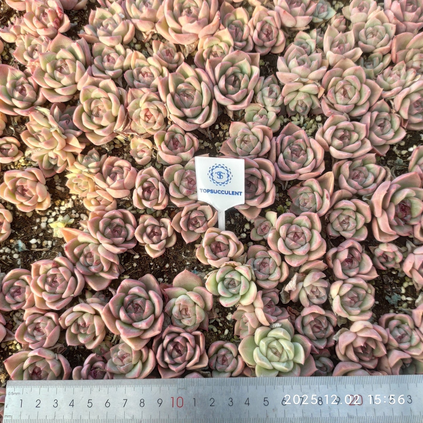 23052 ポサイドンHyb（ポット苗）