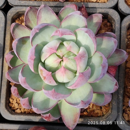LXX012 カシオ（14cm pot）